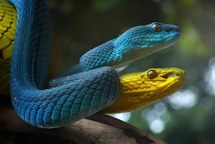 Retratos De Reptiles, dos serpientes