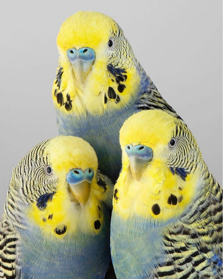 Retratos de pájaros.El periquito común,