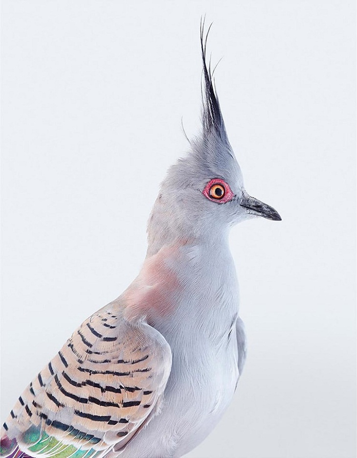 Retratos de pájaros La paloma bronce crestada