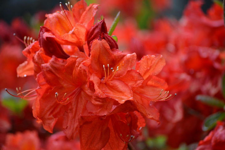 Azalea (Rhododendron spp.)