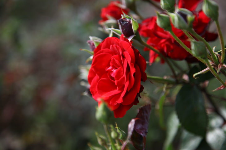 Rosa roja (Rosa spp.)