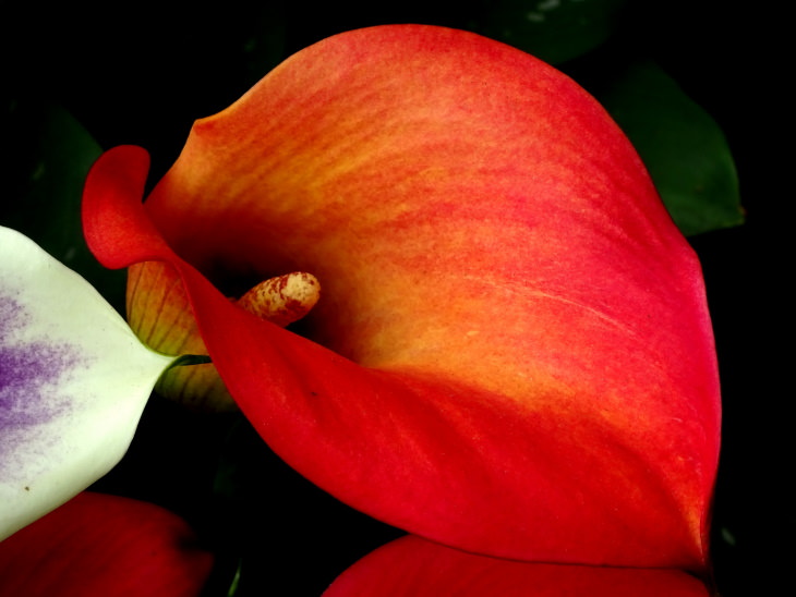 Calla Lily (Zantedeschia hybrid)