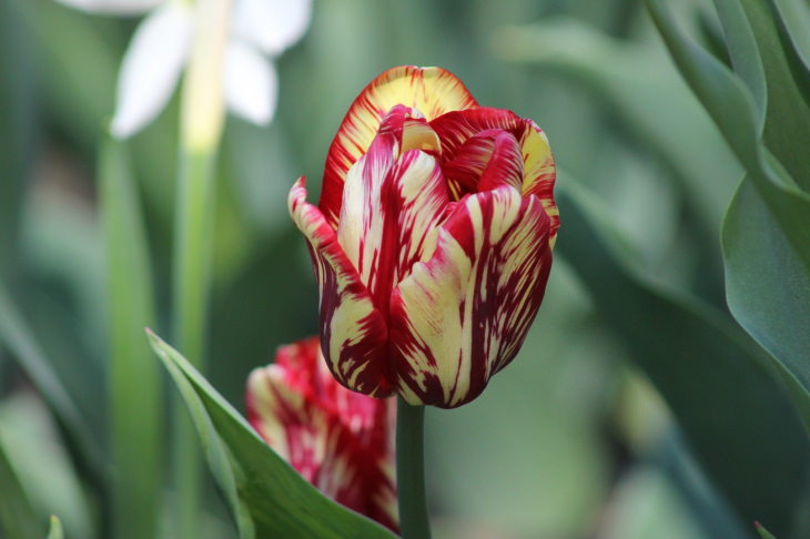 Tulipán (Tulipa spp.)