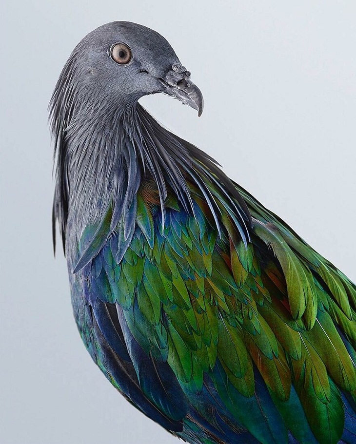 Retratos  de pájaros. La paloma de Nicobar