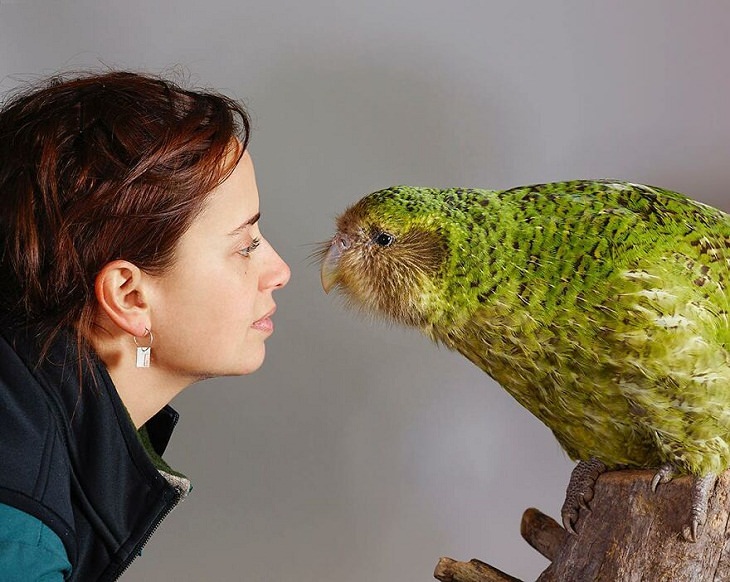 Retratos de pájaros.Kakapo 