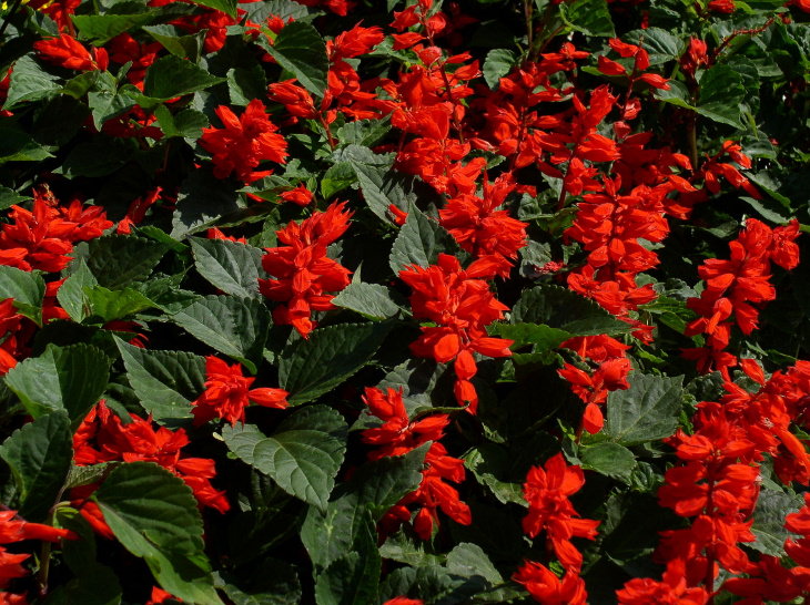 Salvia roja (Salvia splendens)