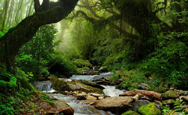 La Selva Lacandona, arroyo en la selva