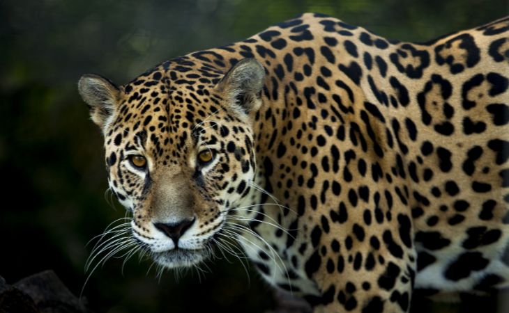 La Selva Lacandona, jaguares