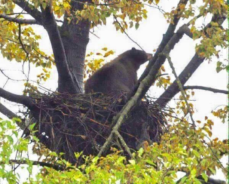 Cute and Funny Wild Animals bear sitting in an eagle nest