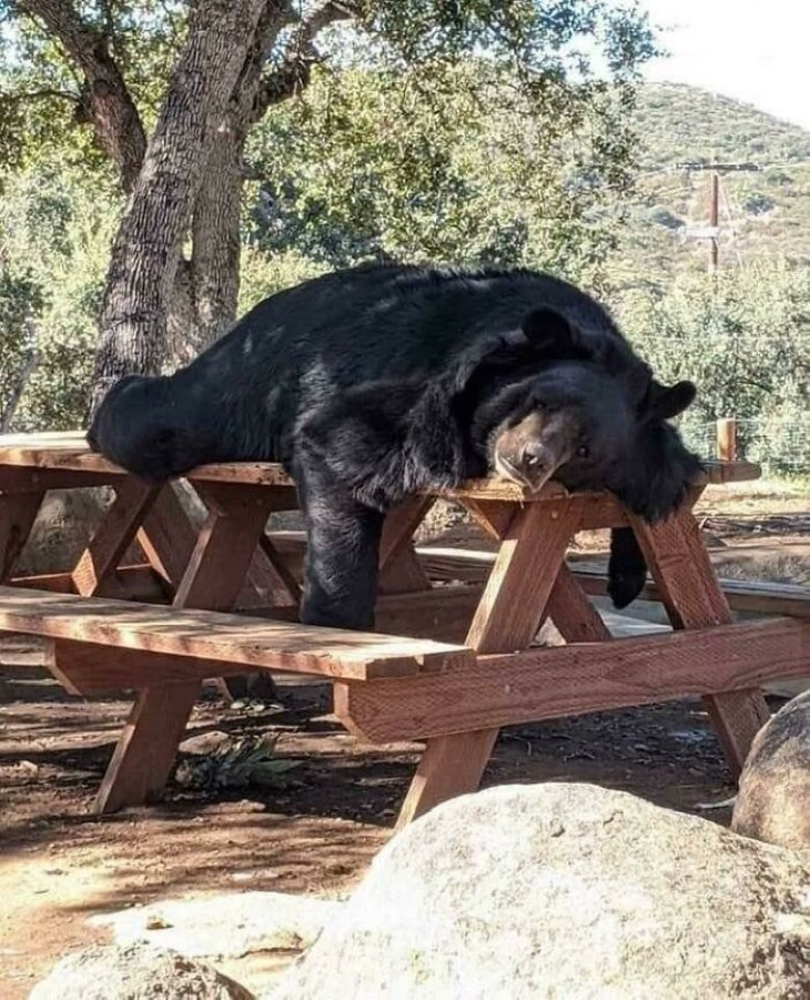 Cute and Funny Wild Animals bear sleeping