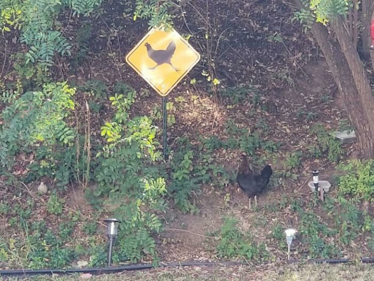 Cute and Funny Wild Animals chicken near chicken sign