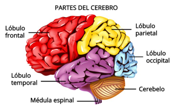 Partes del cerebro humano
