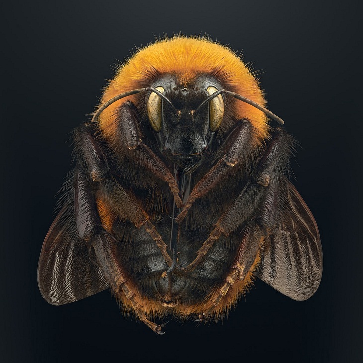 Macro Fotos de Insectos, abejorro 