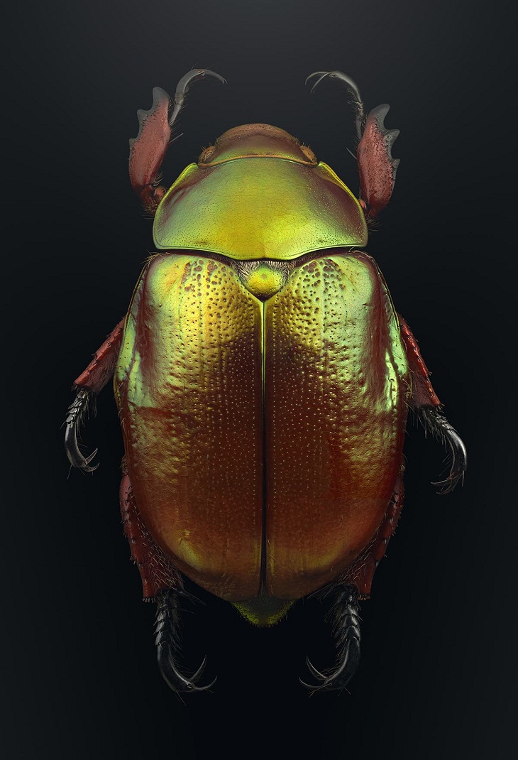 Macro Fotos de Insectos, escarabajo 