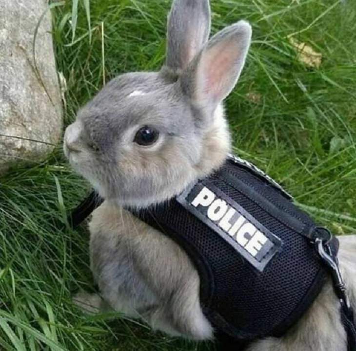 Animales graciosos, conejo. 