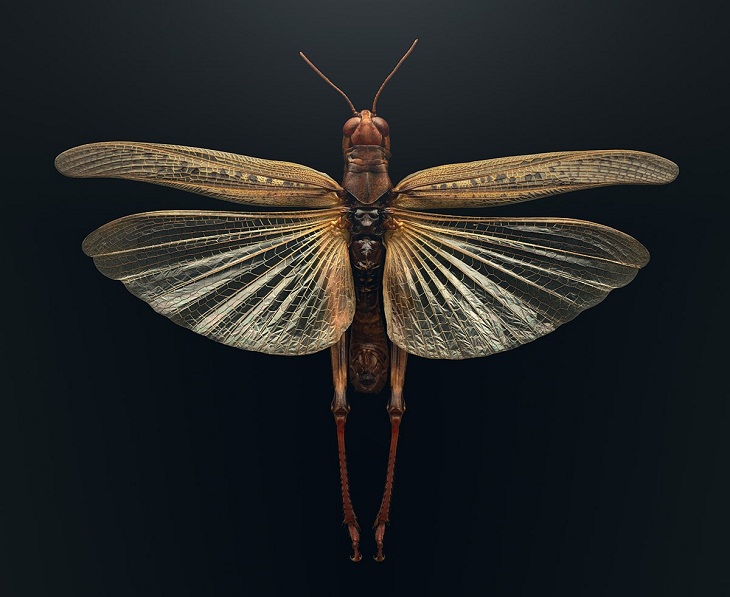 Fotos macro de insectos, Langosta de las Montañas Rocosas (Melanoplus spretus)
