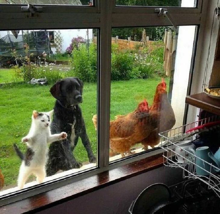 animales graciosos en la ventana