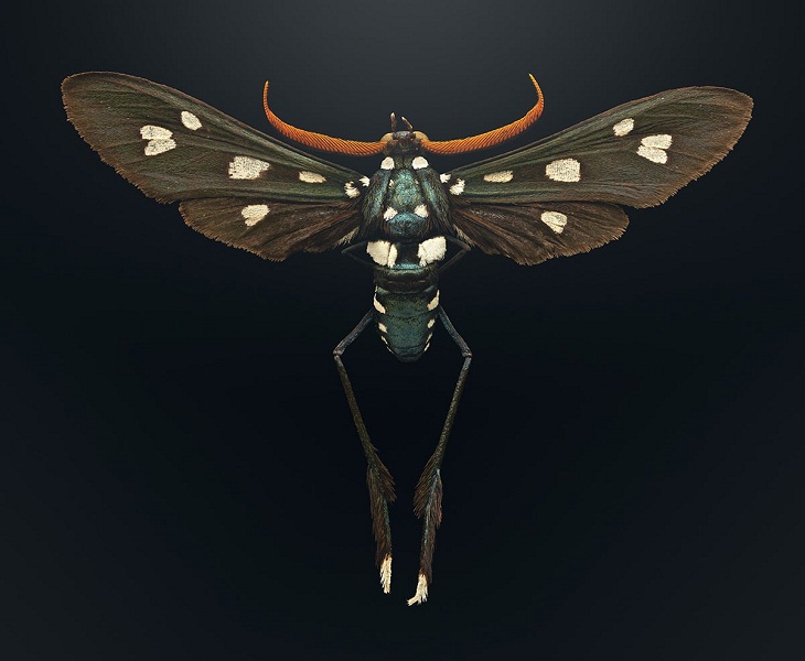 Macro Fotos de Insectos, Polilla avispa menor 