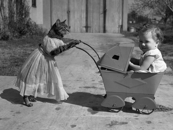 Disfrazada de niñera, "Bum", la gata amaestrada, se prepara para empujar a un bebé para un paseo vespertino en cochecito. 1938
