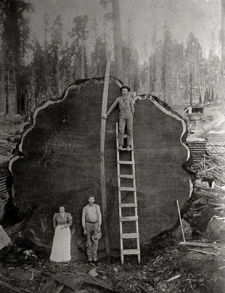 Una familia se para frente a un árbol Sequoia de 1341 años