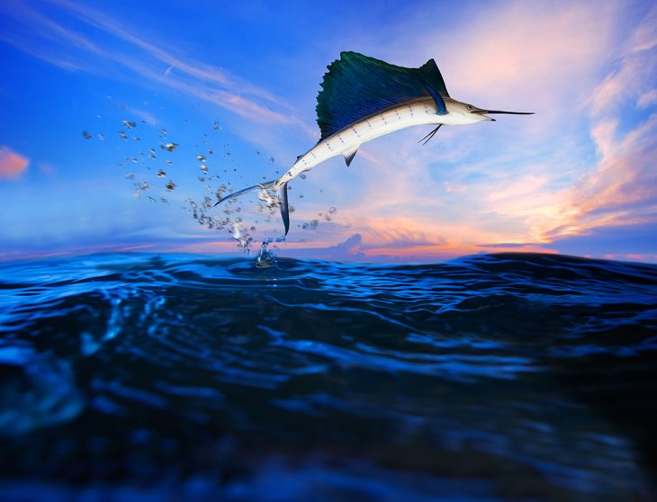 Los animales más rápidos del mundo, el pez vela