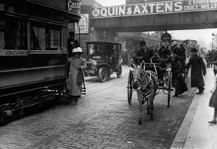 Una cebra tira de un carro por Brixton, Londres, en 1913