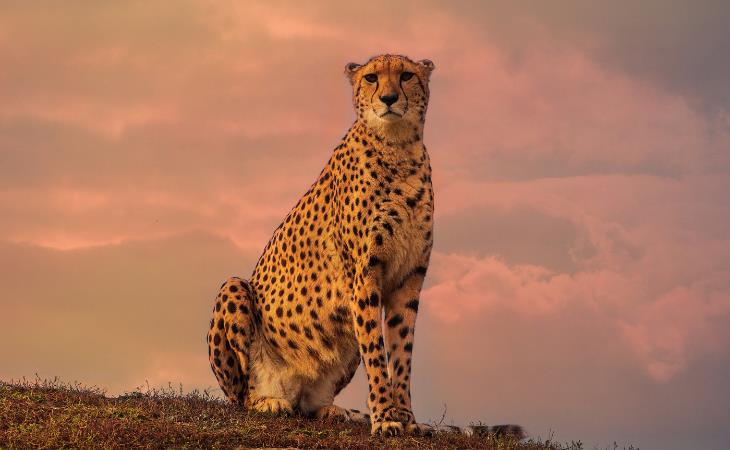 Datos sobre los guepardos y los sistemas respiratorio y circulatorio