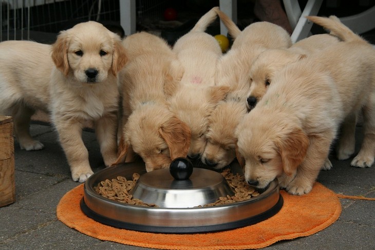 12 Cosas Que Los Veterinarios Quieren Que Sepas, cachorros comiendo