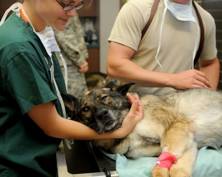 12 Cosas Que Los Veterinarios Quieren Que Sepas, perro en el veterinario