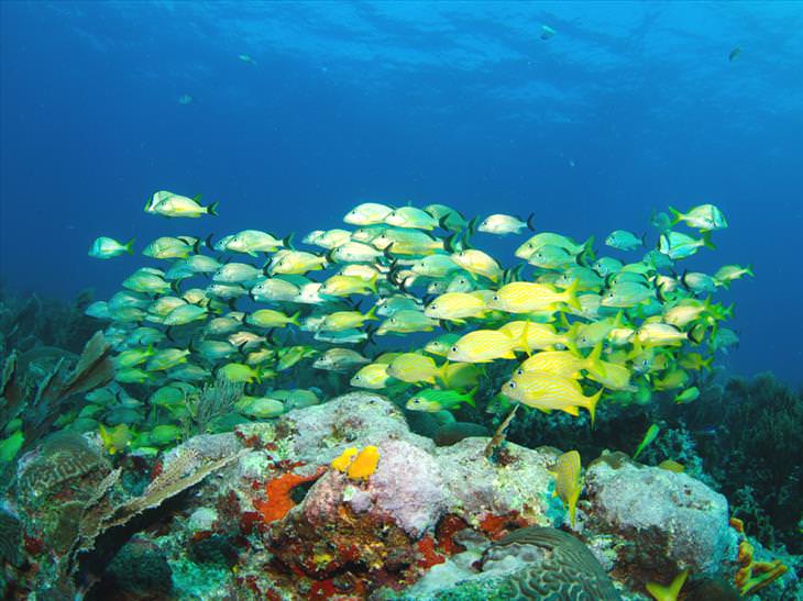 Barrera de arrecifes de Belice, Belice