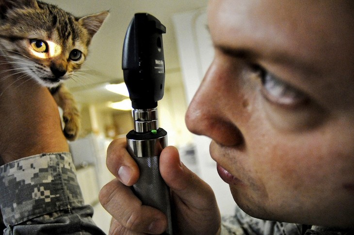 12 Cosas Que Los Veterinarios Quieren Que Sepas, veterinario revisa a un gato