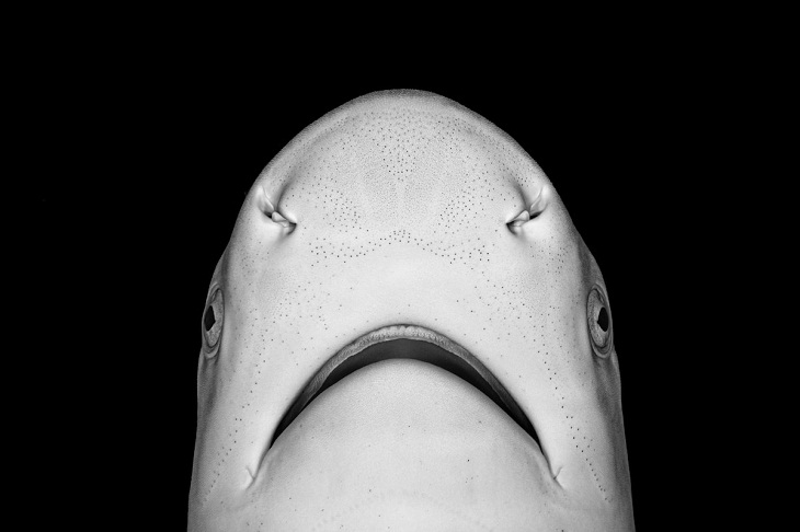 Fotógrafo Submarino Del Año 2023, Tiburón punta negra