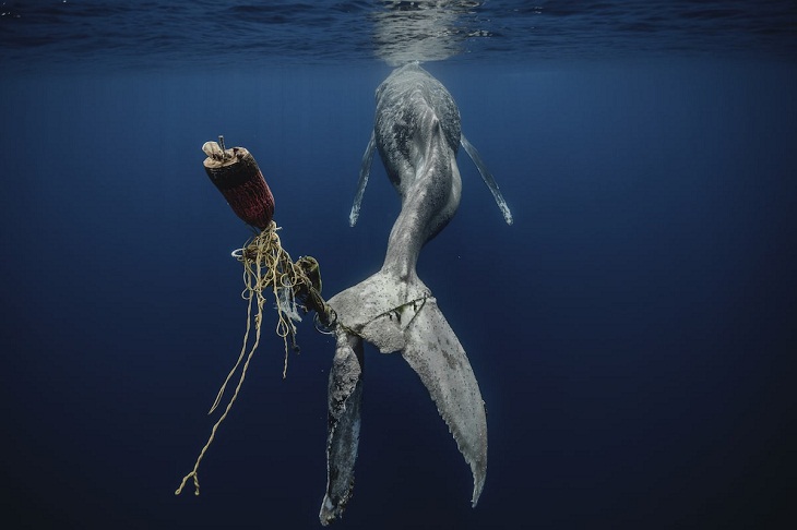 Fotógrafo Submarino Del Año 2023, ballena jorobada