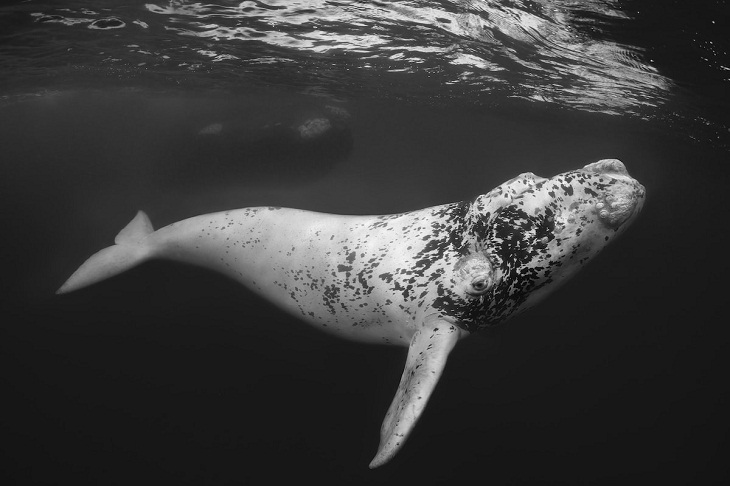 Fotógrafo Submarino Del Año 2023, ballena