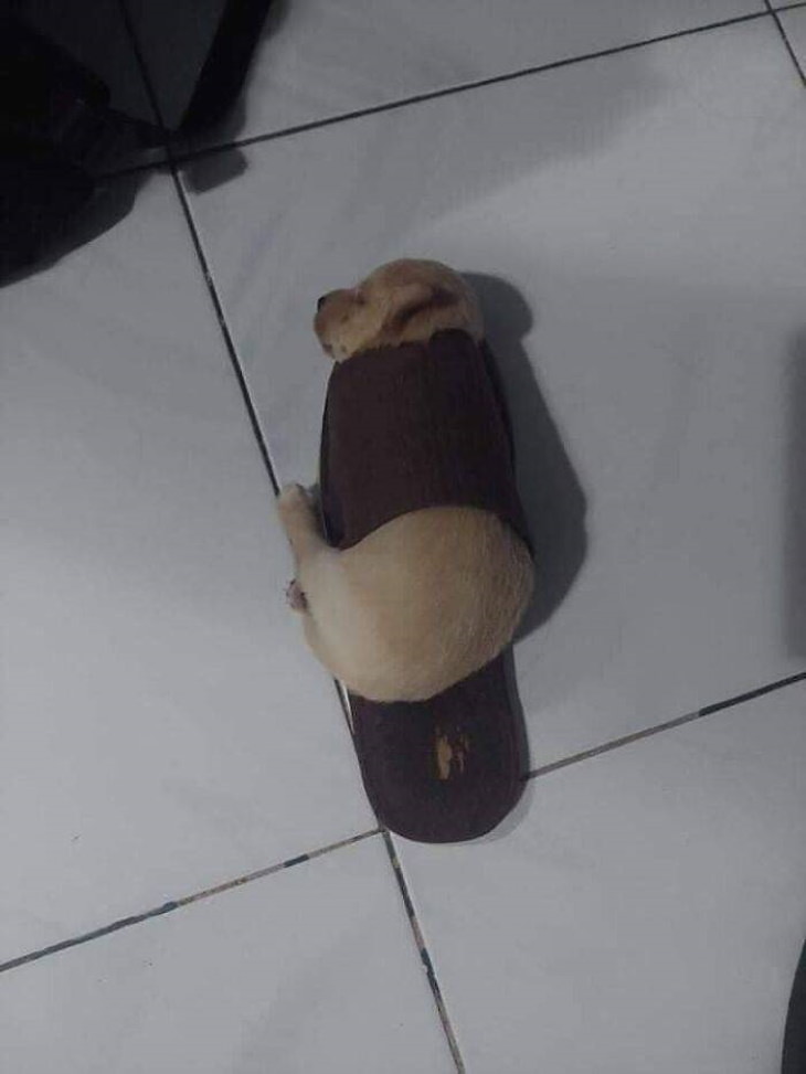 Animales divertidos cachorro durmiendo en una zapatilla