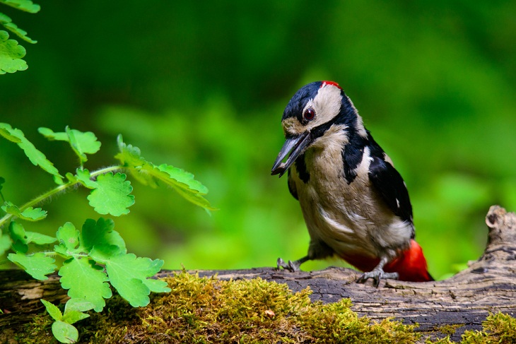 Beautiful Woodpecker Species,  Great Spotted Woodpecker