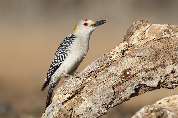 Beautiful Woodpecker Species, Golden-Fronted Woodpecker