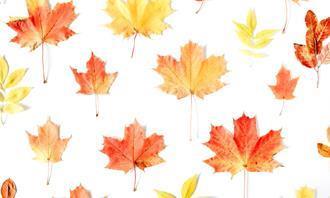 Encuentra las diferencias en otoño: hojas