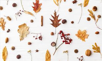 Encuentra las diferencias en otoño: hojas caídas y bayas