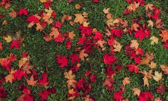 Encuentra las diferencias en otoño: hojas caídas en la hierba