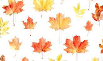 Encuentra las diferencias en otoño: hojas