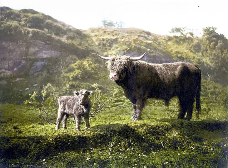 Postales De Escocia de 1890, ganado de las tierras altas
