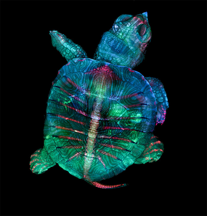 Embrión de tortuga en color fluorescente 