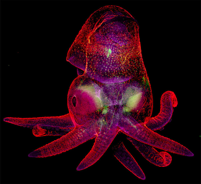 Embrión de Octopus Bimaculoides