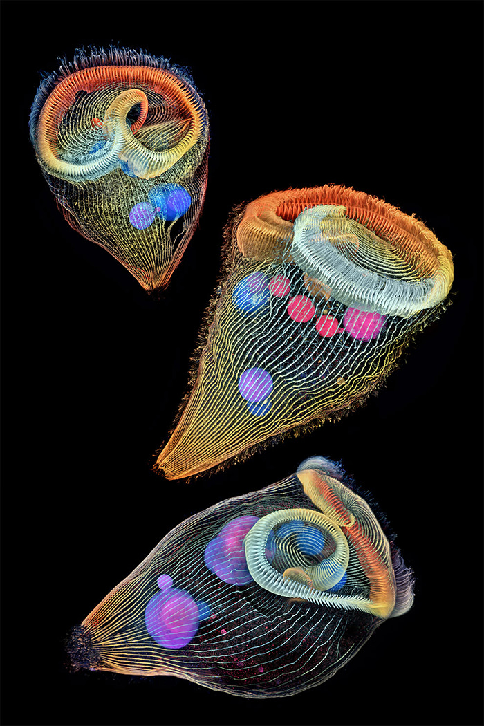 Protozoos unicelulares de agua dulce