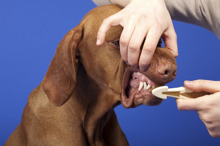 Dueño cepilla los dientes de su perro