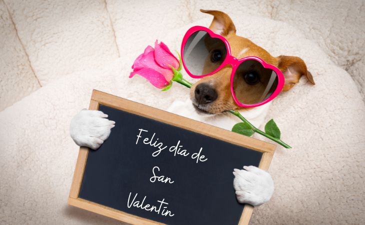 7 post sobre todo lo que quieres saber para celebrar San Valentín