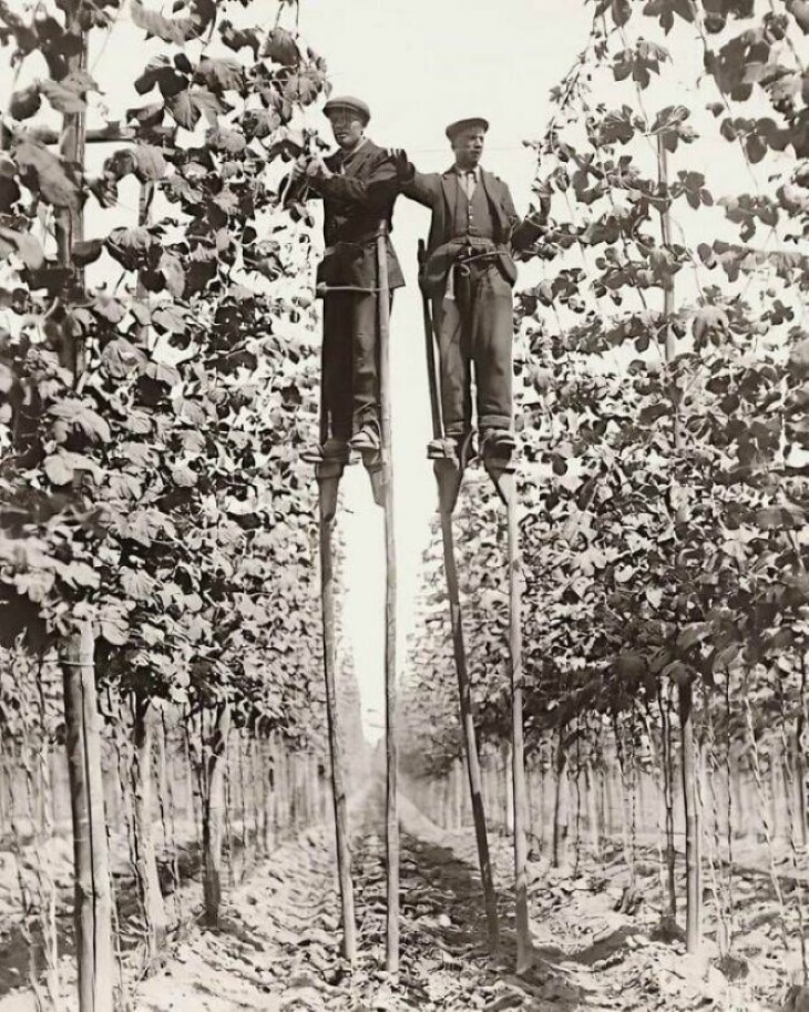 Fotos Históricas, "Recolectores de lúpulo sobre pilotes en Faversham, Inglaterra (1920)"