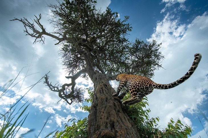Premios Mundiales De La Fotografía De La Naturaleza 2022, leopardo