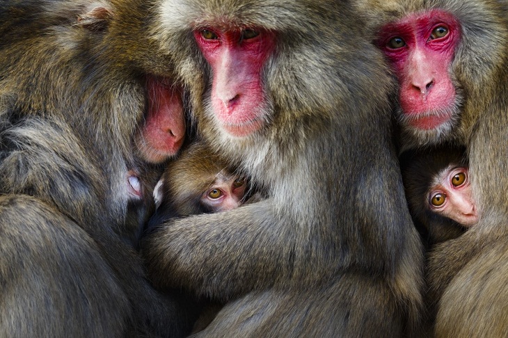 Premios Mundiales De La Fotografía De La Naturaleza 2022, macacos japoneses
